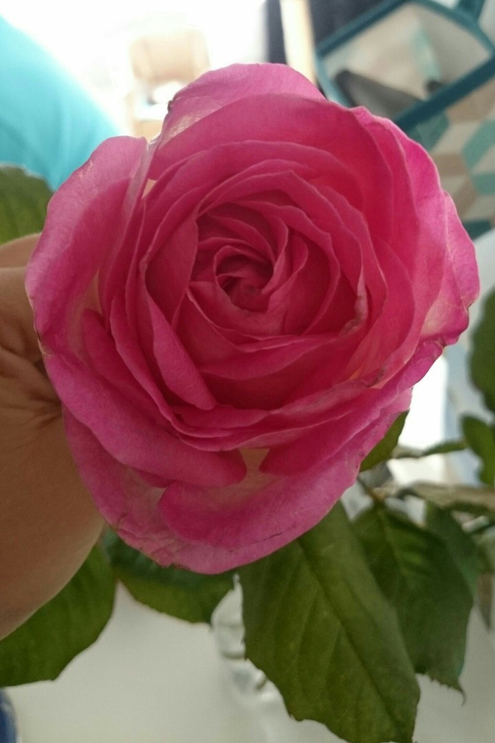 sweet little rose