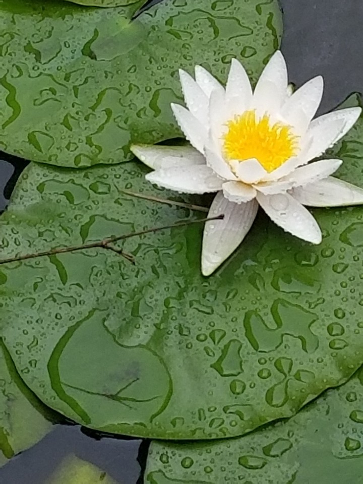 our pond