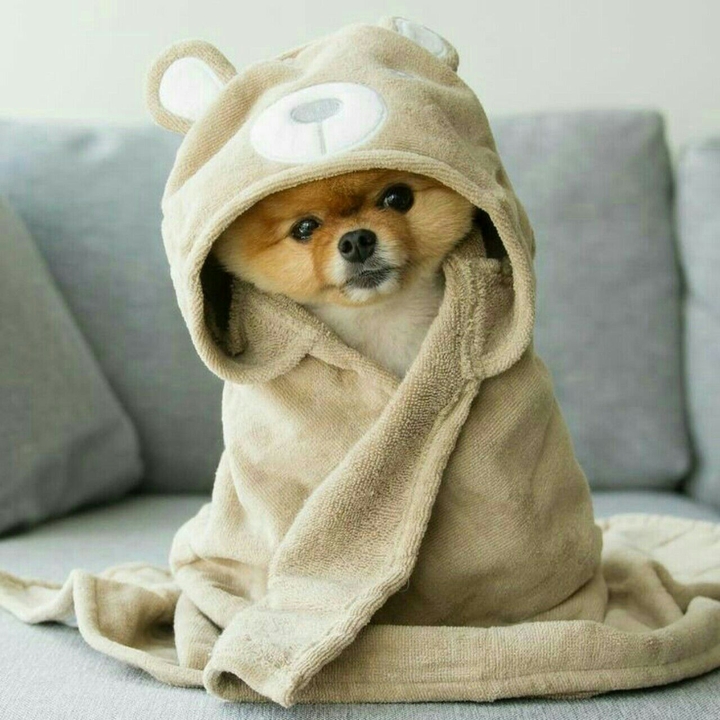 cute dog