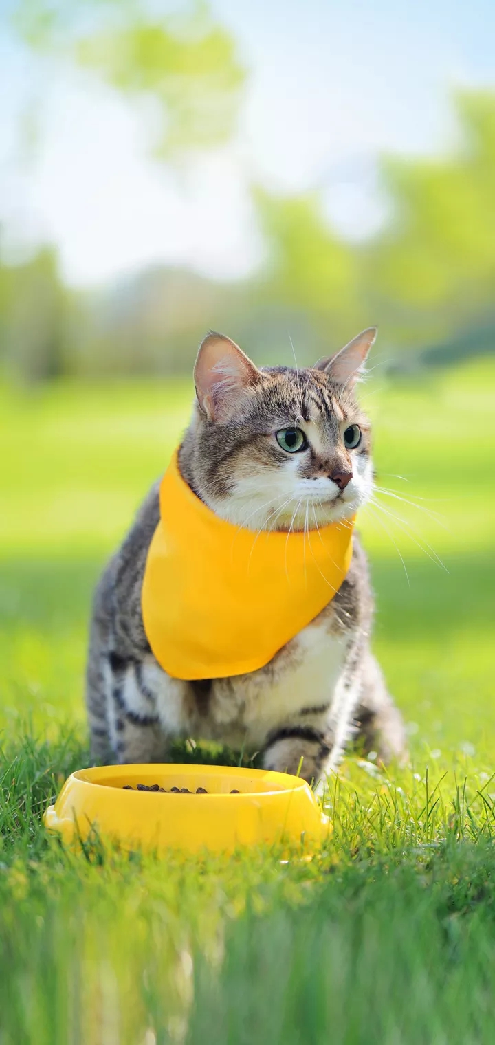 cat
