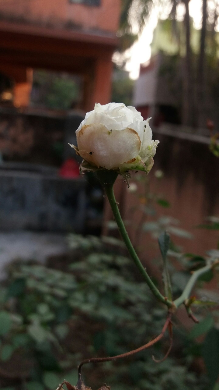 White Rose