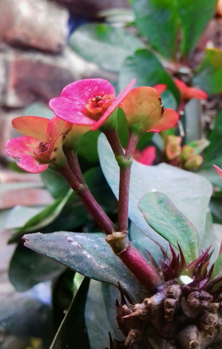 unknown flower