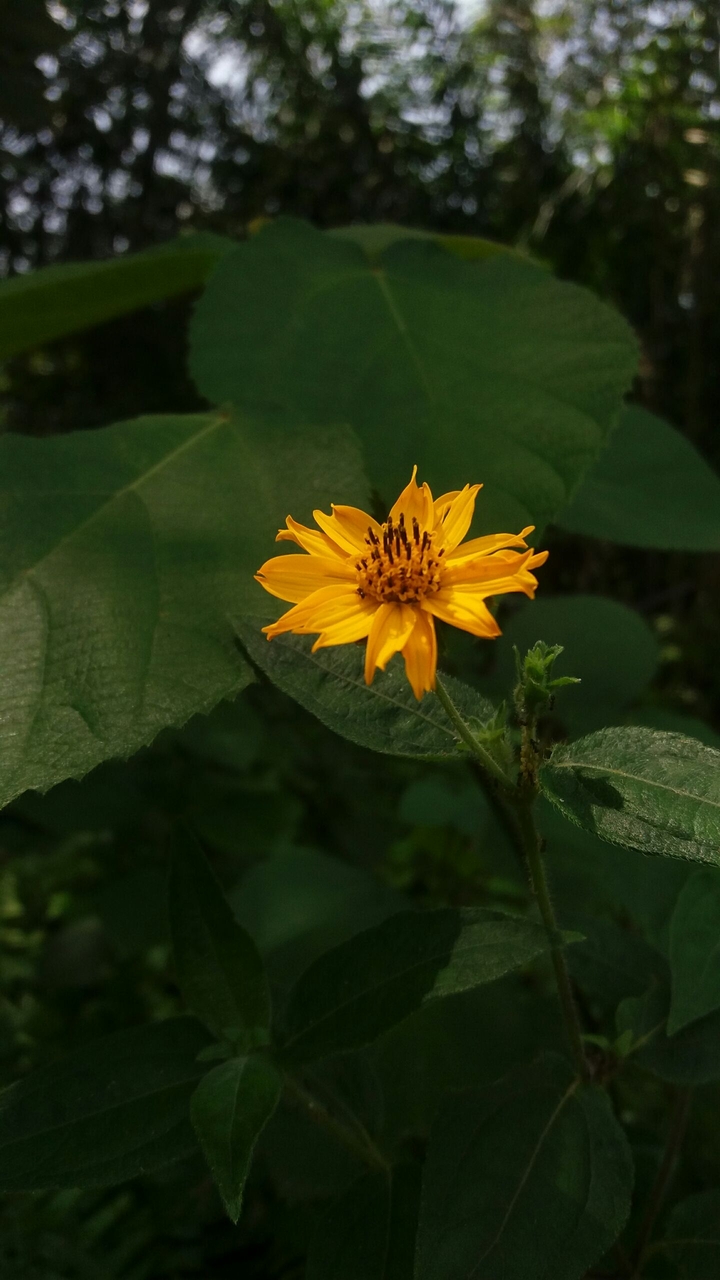 Yellow Flower