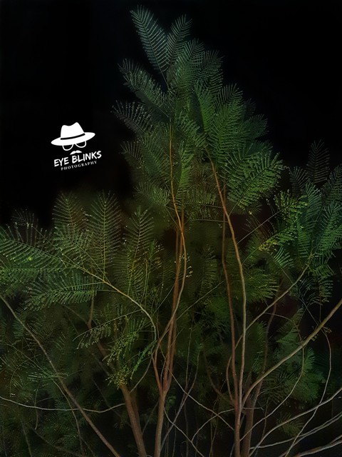Night View