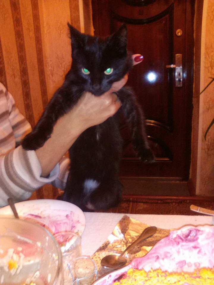 cat