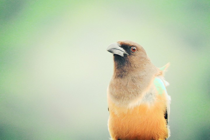 Bird