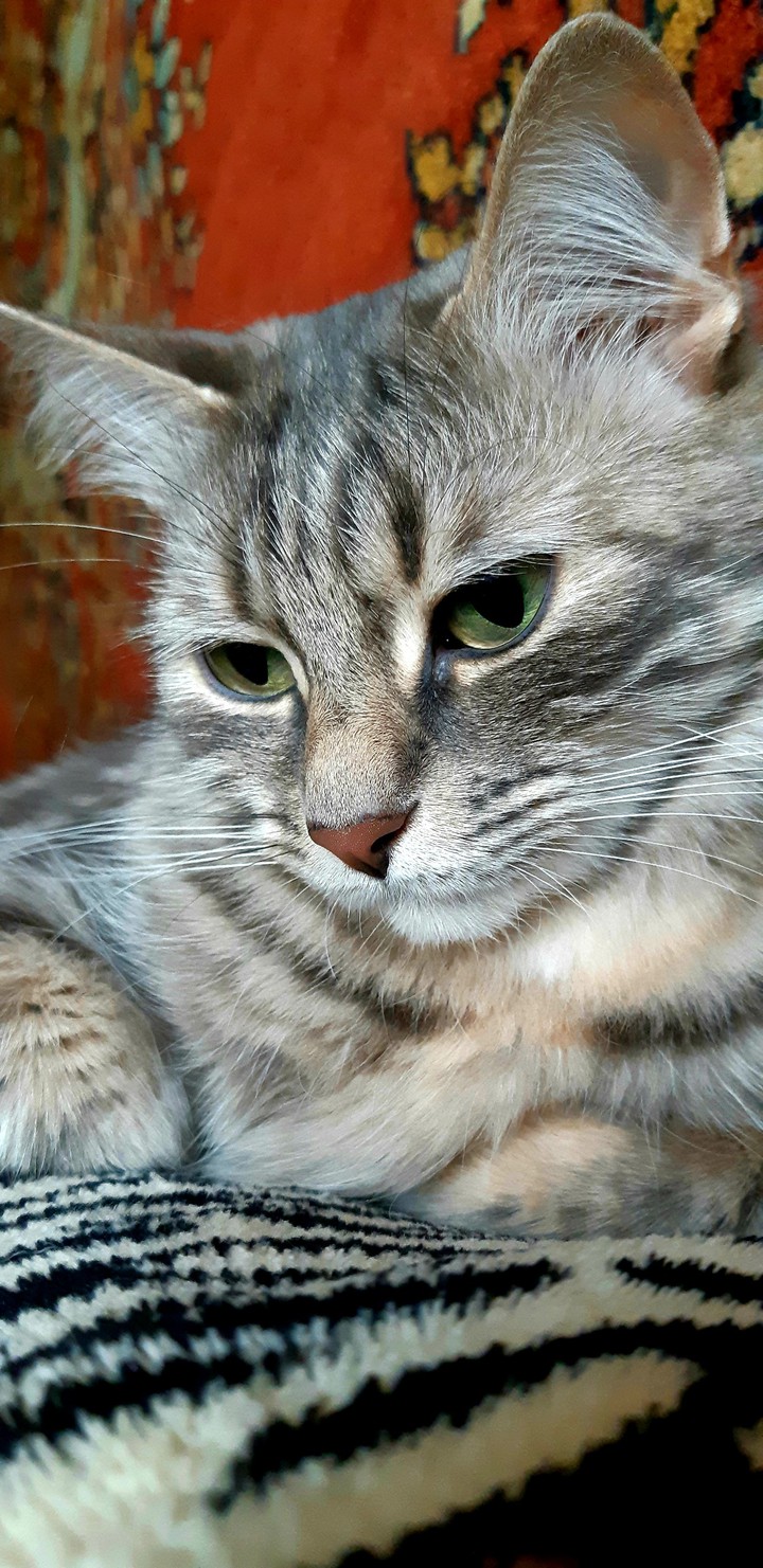кошки