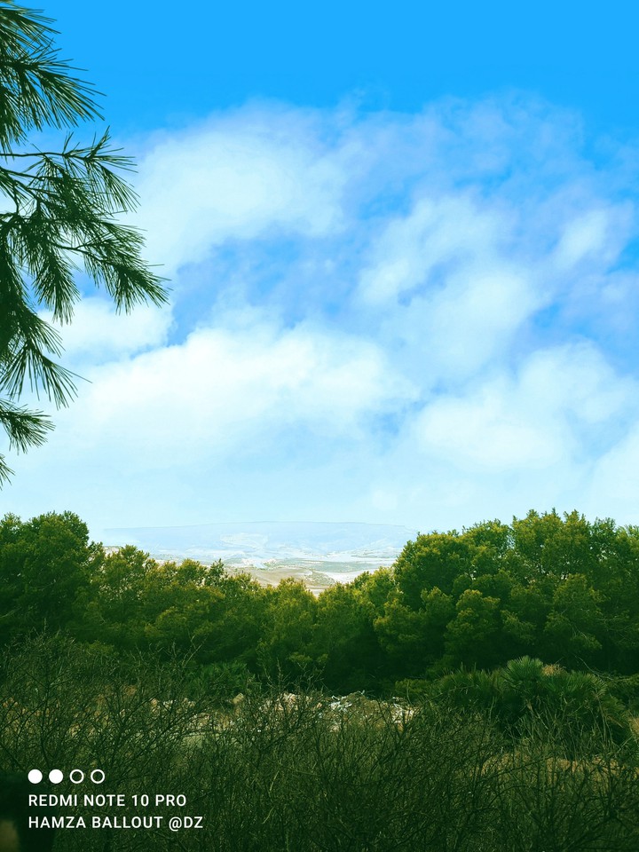 Forêt