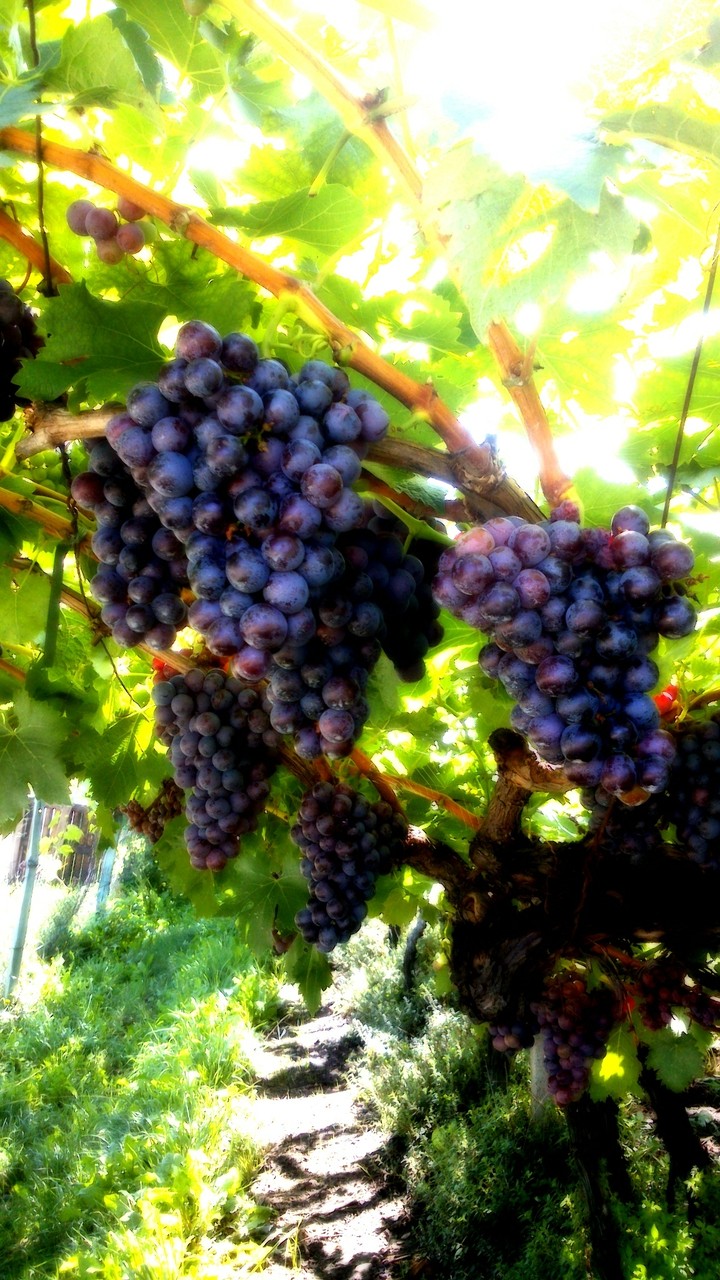 vino Südtirol