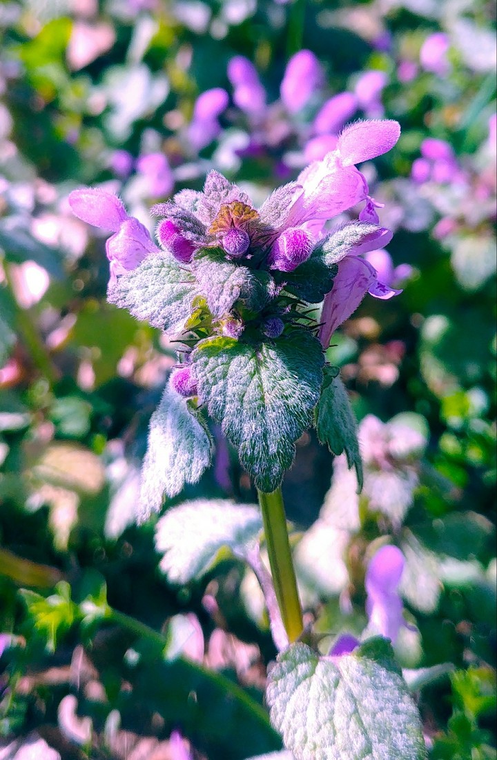 Extraordinary Flower