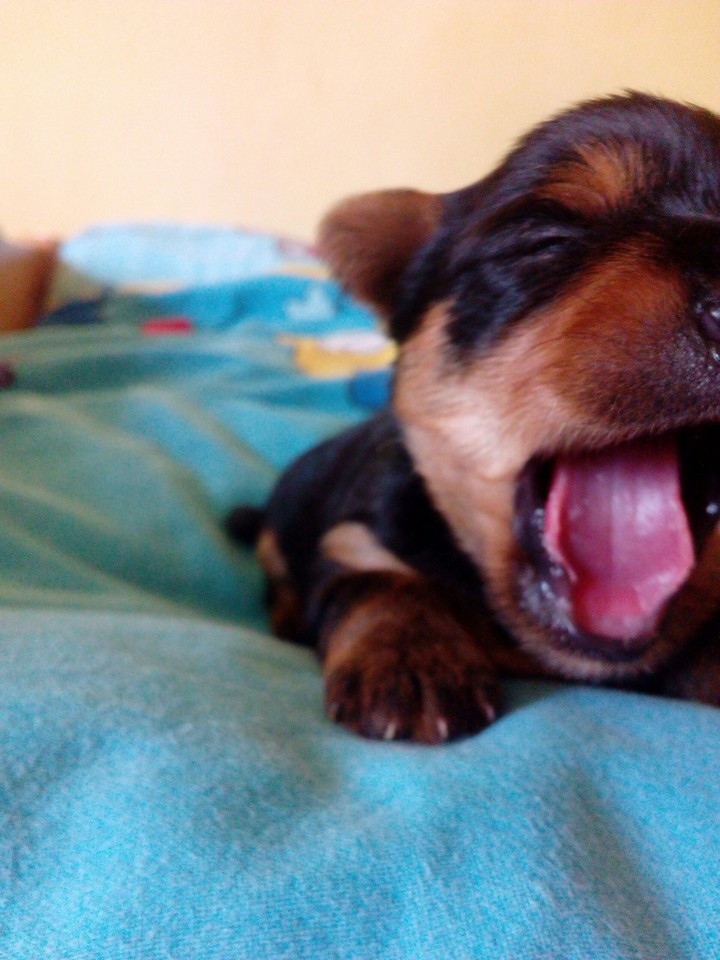 Yorkshire terrier - puppy