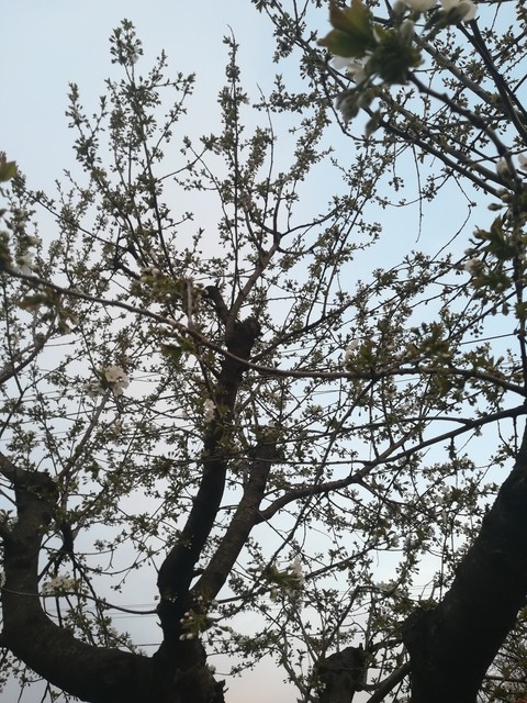 тапети twig, plant