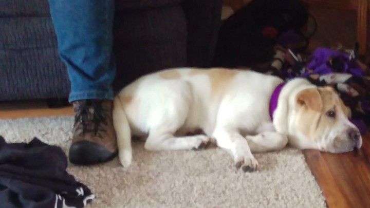 Leela