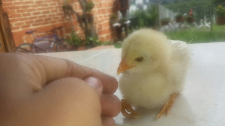 pollito