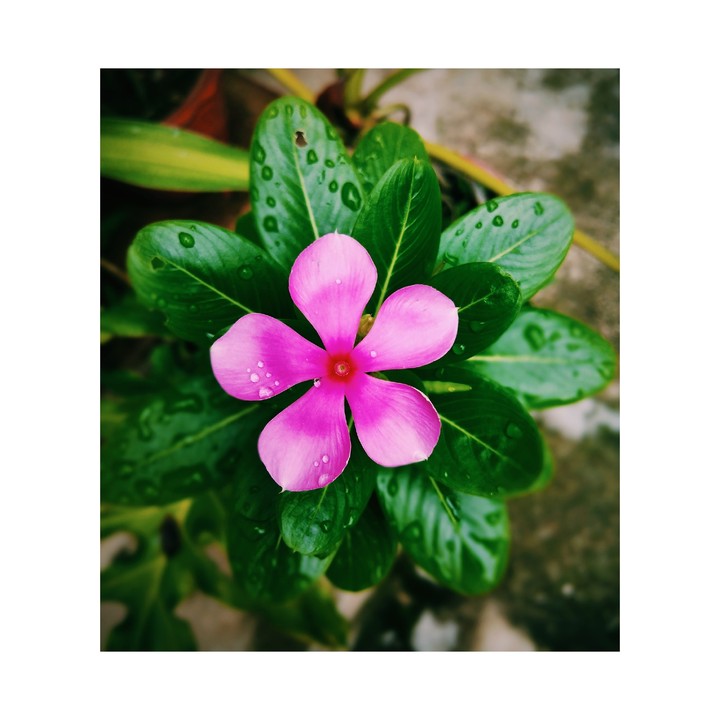 flower