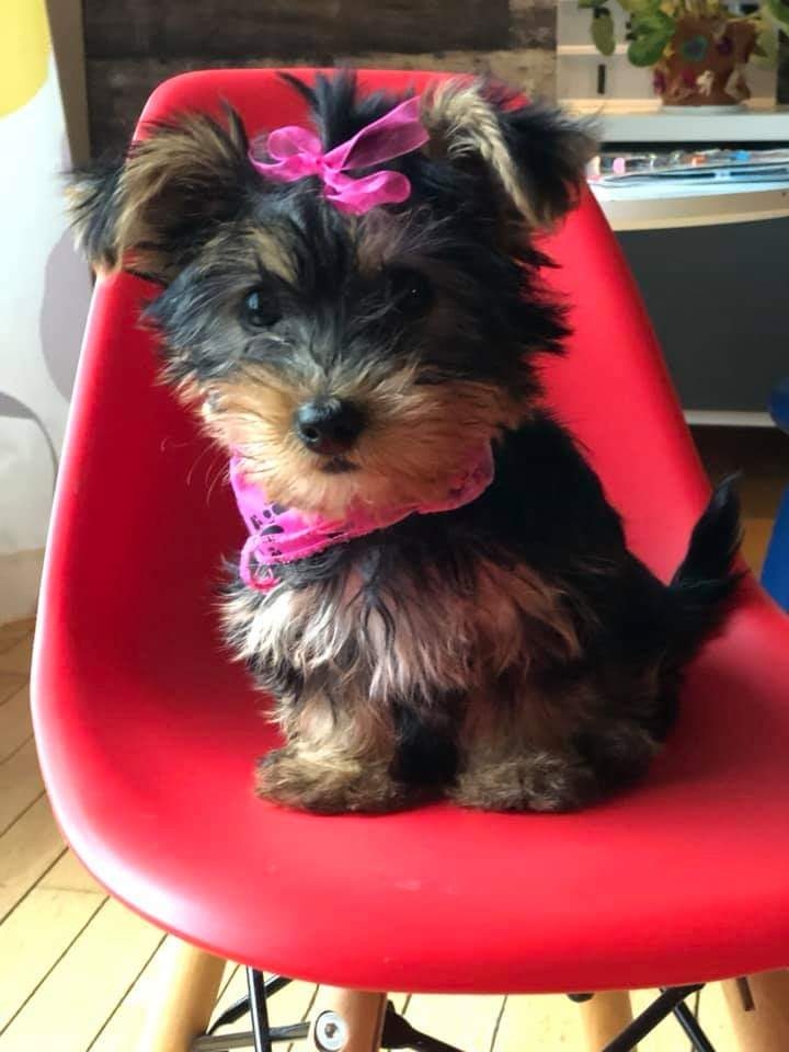 yorkie
