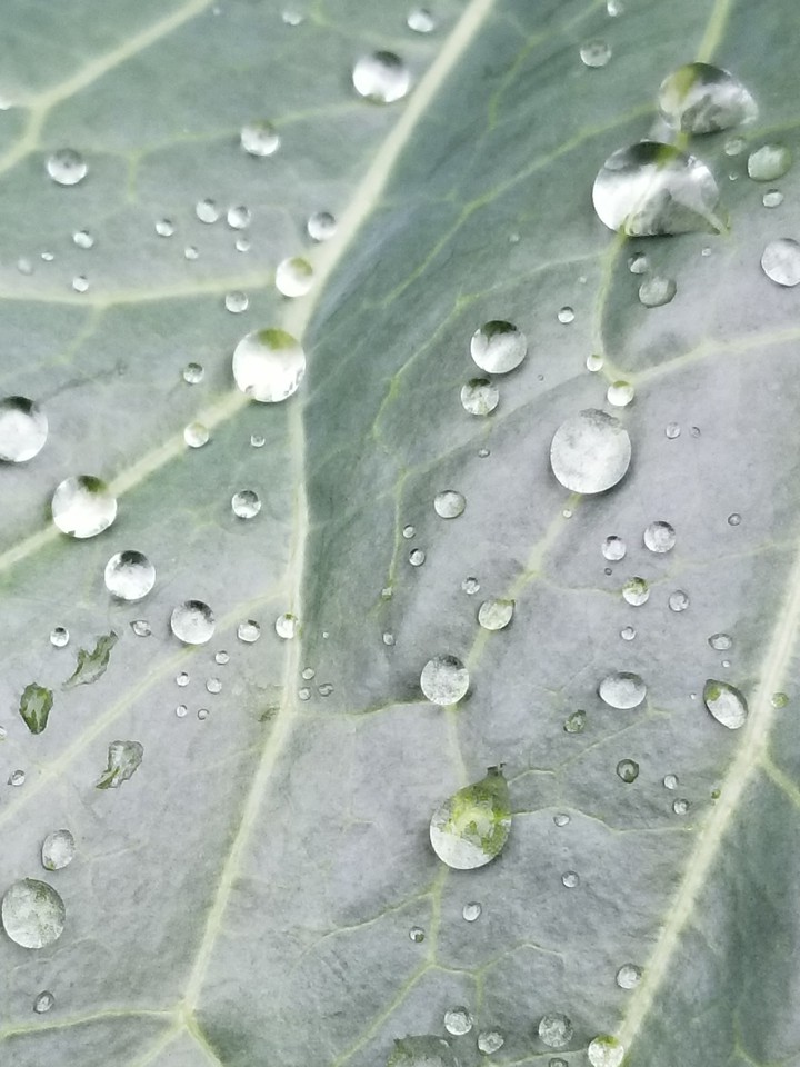 Rainy Day