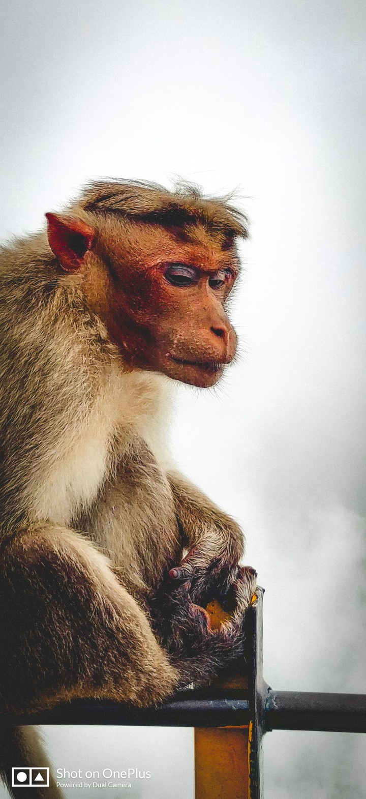Monkey