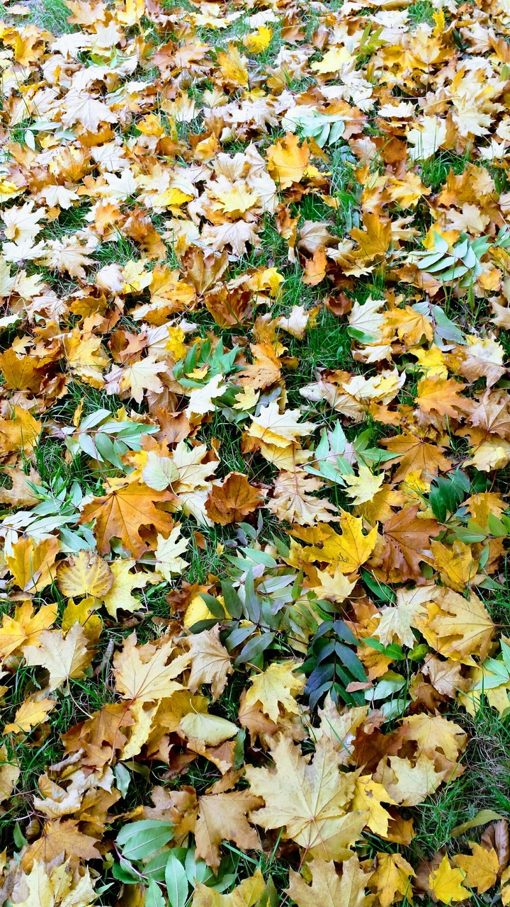 autumn