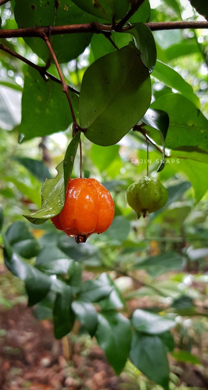 acerola cherry
