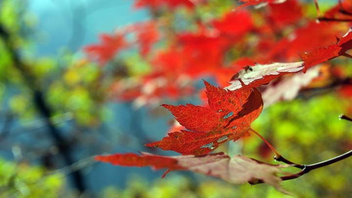 nature