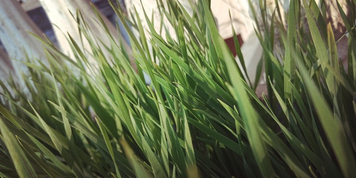 GRASS!!!!