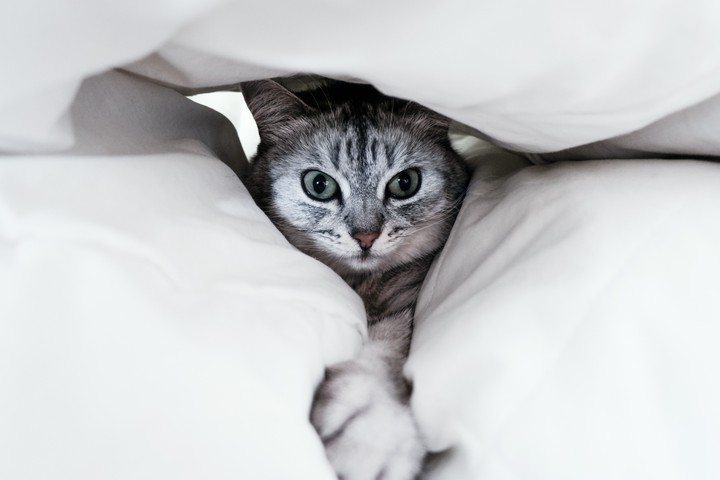 Naughty Kitty