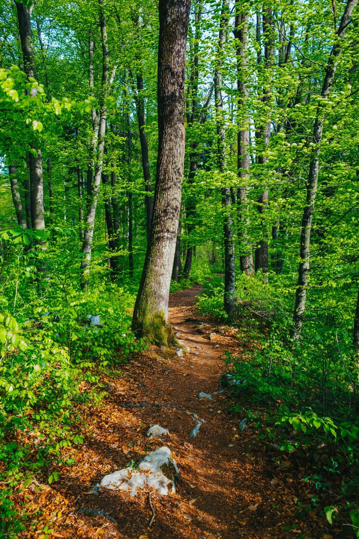 nature