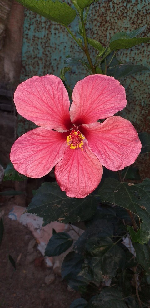 hibiscus