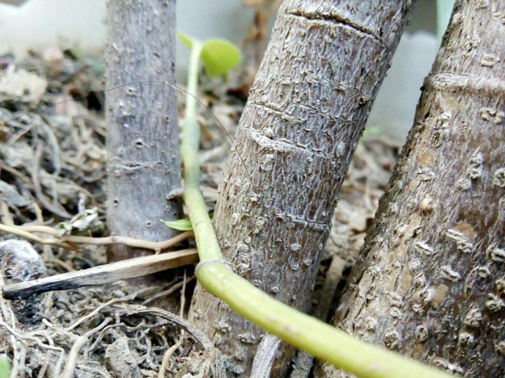 plant