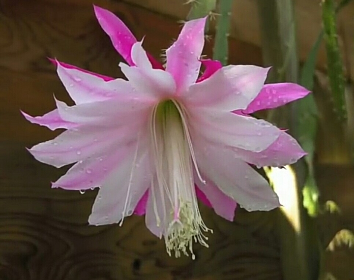 Beauty