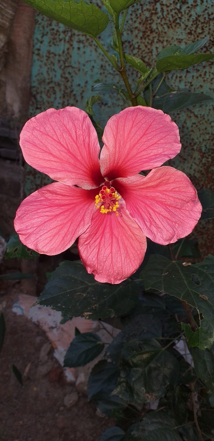 hibiscus