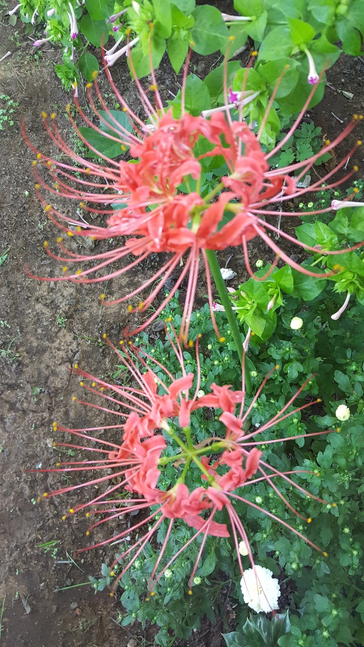 Spider Lilies