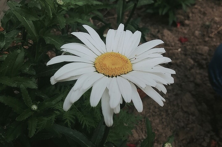 Daisy
