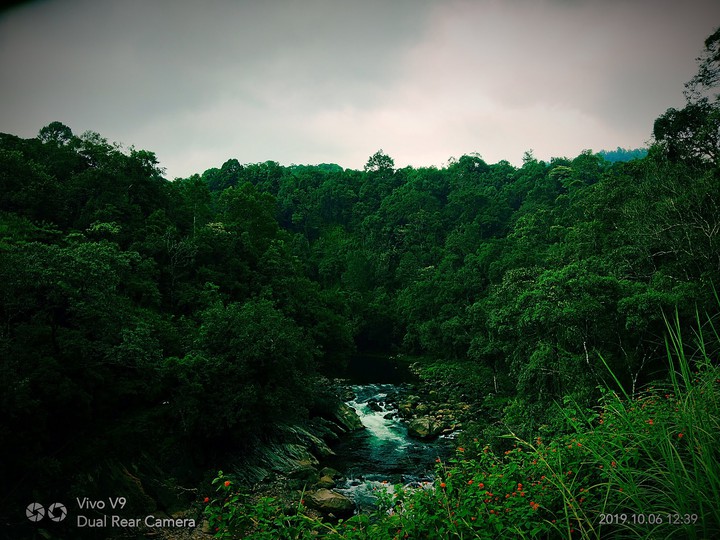 river , Forest
