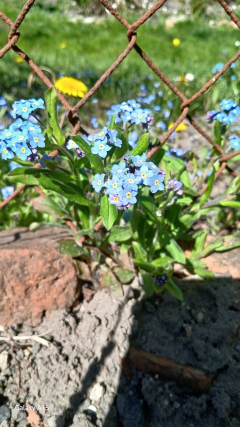 wildflower, flower wallpapers