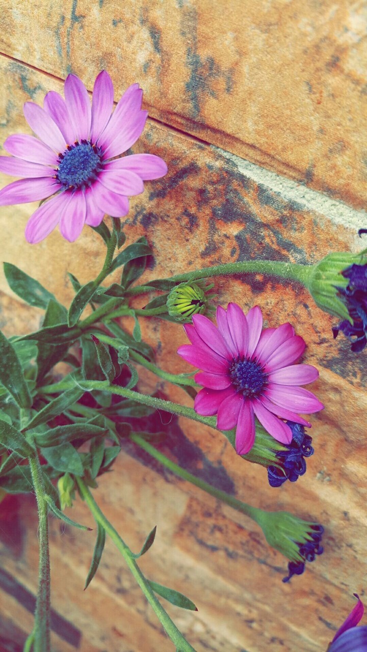 purple flowers 