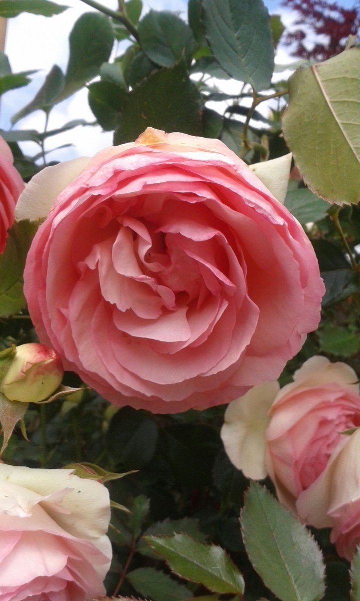 rosa