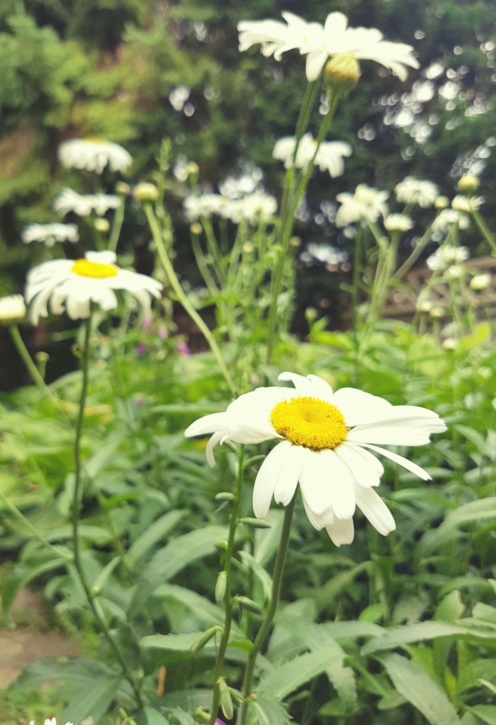 daisy