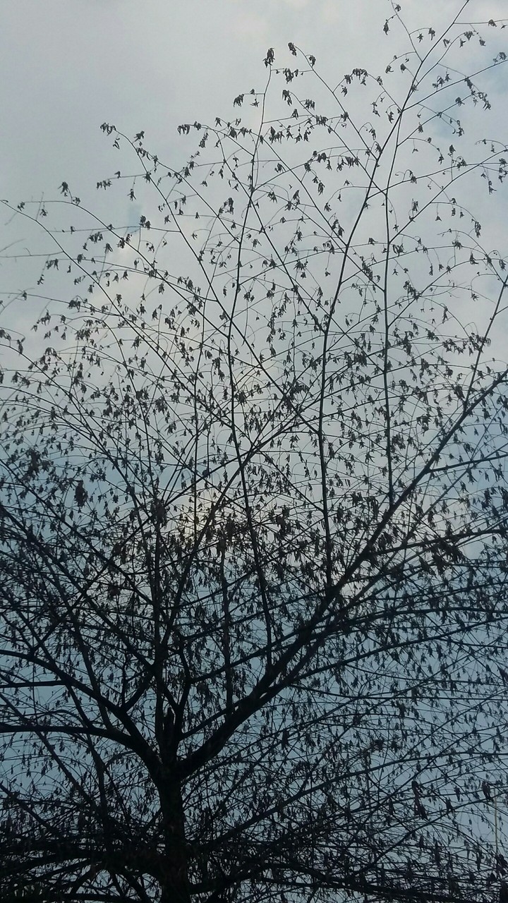 Dead tree