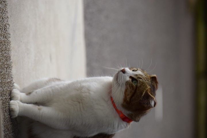 cat
