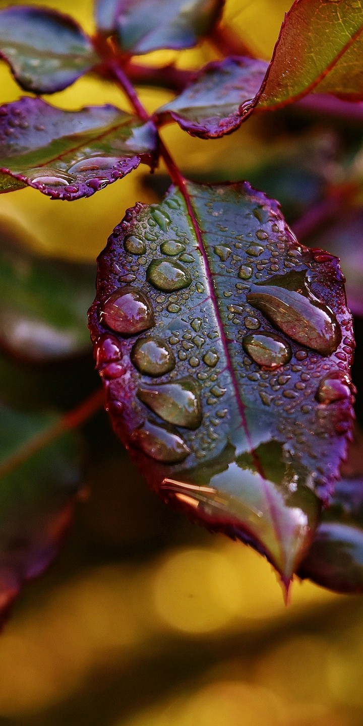 leaves