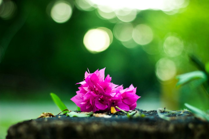 Flower