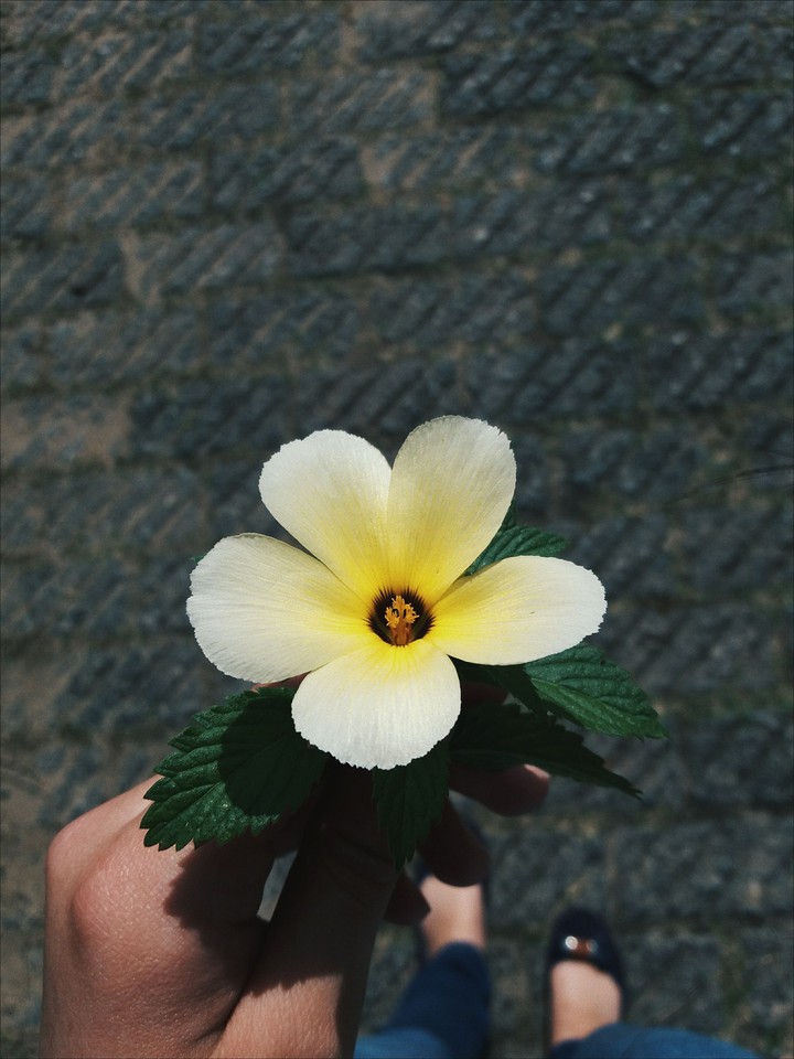 flowers