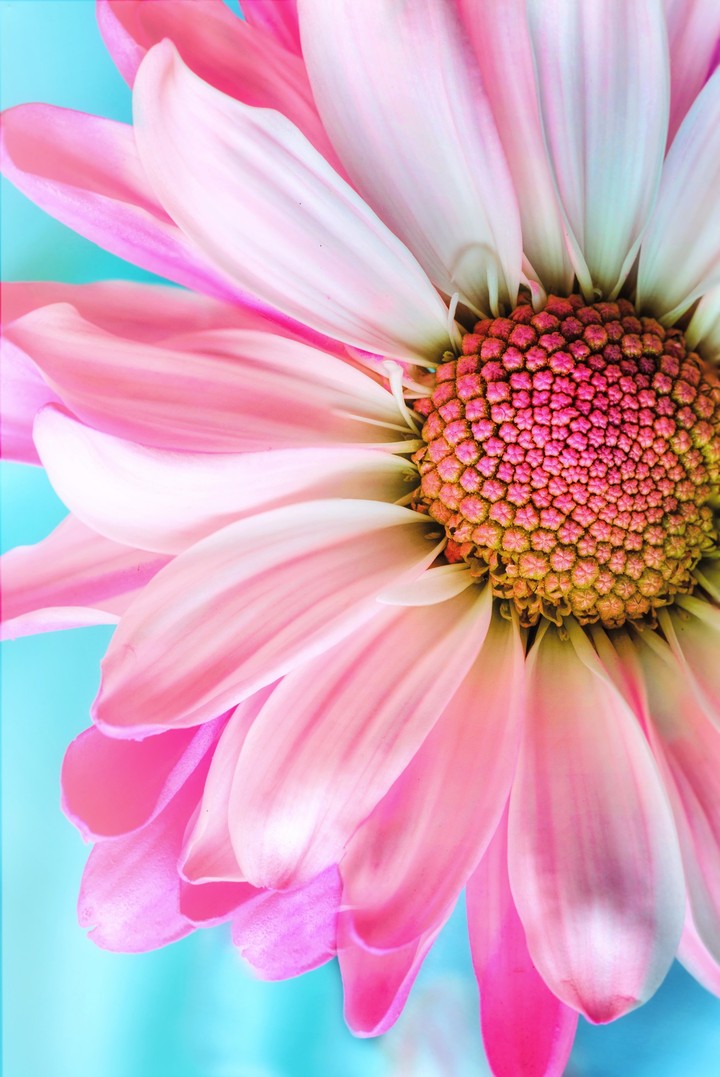Flower ?