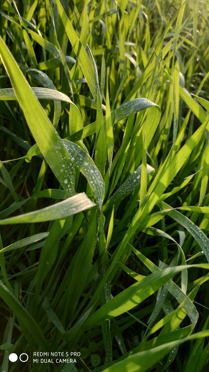 natural