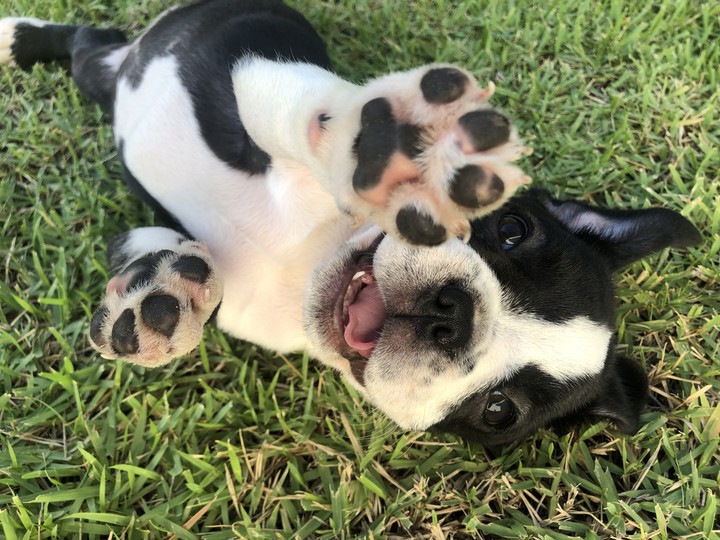 puppy♡