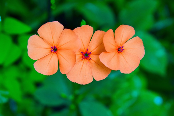 flowers
