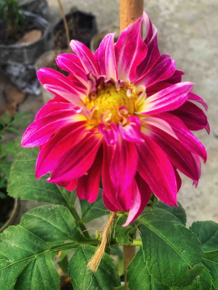 flower