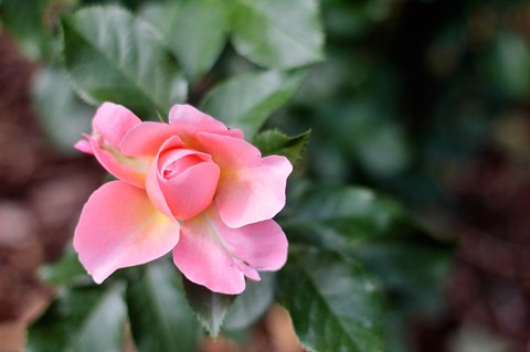rose 17